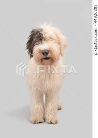 Young old english sheepdog standing  44926885