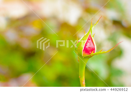 Unopened red rosebud after rain Unopened red rosebud after rain 44926912