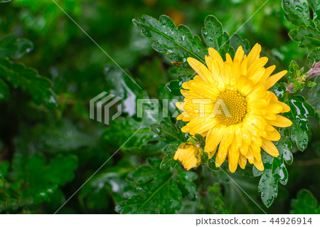 Flower of a yellow daisies whith green leaf. Flower of a yellow daisies whith green leaf. 44926914