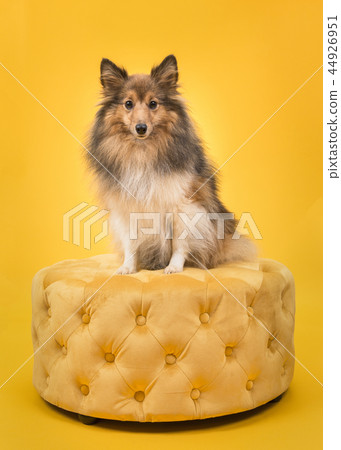 Shetland sheepdog sitting on a yellow pouf  44926951