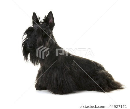 Black scottisch terrier seen from the side 44927151