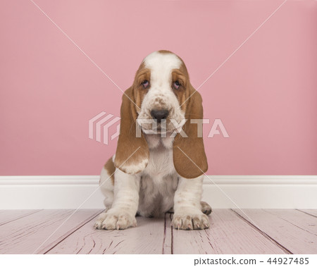 Cute red and white basset hound puppy sitting Cute red and white basset hound puppy sitting 44927485