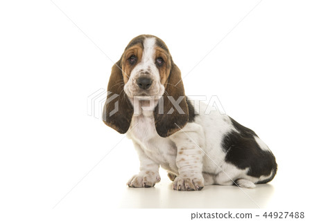 Cute sitting tricolor basset hound puppy Cute sitting tricolor basset hound puppy 44927488