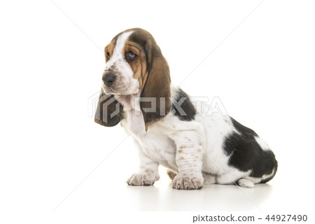 Cutetricolor basset hound puppy looking away Cutetricolor basset hound puppy looking away 44927490