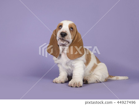 Cute bicolor basset hound puppy on purple Cute bicolor basset hound puppy on purple 44927496