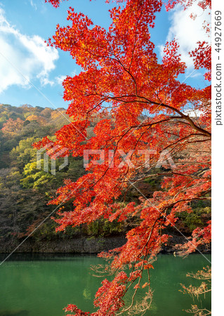 Arashiyama (Autumn Leaves November) Arashiyama (Autumn Leaves November) 44927669