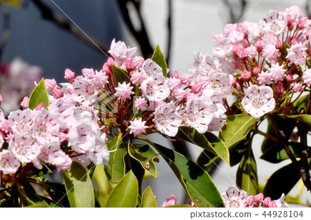 Karmia blooming in Mitaka Nakahara (American rhododendron) Karmia blooming in Mitaka Nakahara (American rhododendron) 44928104