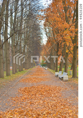 Alley in park at autumn. Alley in park at autumn. 44928109