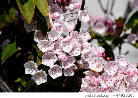 Karmia盛開在三鷹中原（美國杜鵑花） 44928205