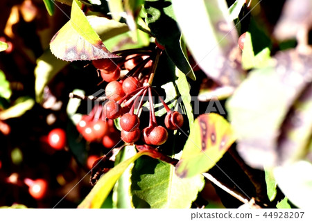 Mature fruit of unreached Manju becoming Mitaka Nakahara Mature fruit of unreached Manju becoming Mitaka Nakahara 44928207