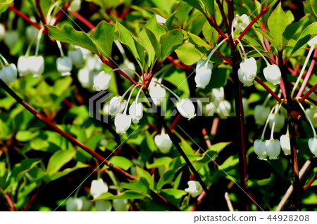 Doudenttsuji在三鷹中原開花 44928208