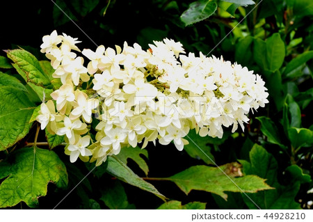 Kashiwaba繡球花盛開在三鷹中原 44928210