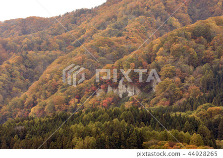 Autumn leaves in Tsugaru Shirakamiko Park (Aomori Prefecture) 44928265