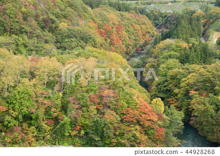 Autumn leaves in Tsugaru Shirakamiko Park (Aomori Prefecture) Autumn leaves in Tsugaru Shirakamiko Park (Aomori Prefecture) 44928268