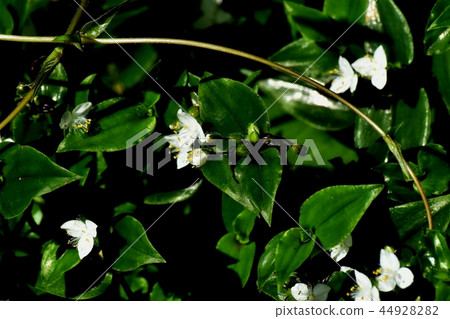 Tokiwa Tsukusa blooms in Mitaka Nakahara 44928282