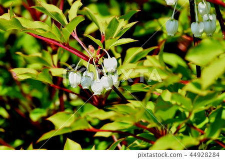 Doudenttsuji blooming in Mitaka Nakahara 44928284
