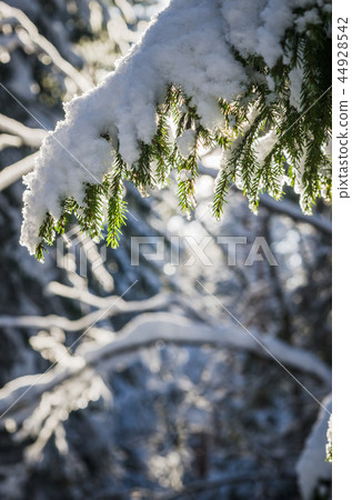 A branch of spruce under the snow backlit by sunlight A branch of spruce under the snow backlit by sunlight 44928542
