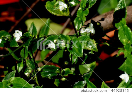 Tokiwa Tsukusa blooms in Mitaka Nakahara Tokiwa Tsukusa blooms in Mitaka Nakahara 44928545