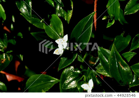Tokiwa Tsukusa blooms in Mitaka Nakahara 44928546