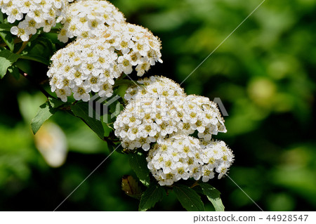 Kodemari white flower blooming in Mitaka Nakahara Kodemari white flower blooming in Mitaka Nakahara 44928547