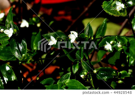 Tokiwa Tsukusa blooms in Mitaka Nakahara 44928548