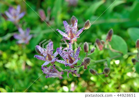 Hototogisu花 Hototogisu花 44928651