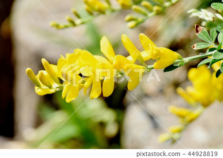 開花在三鷹中原的ennisia黃色花 開花在三鷹中原的ennisia黃色花 44928819