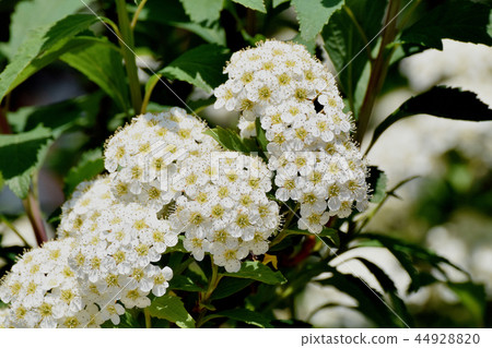 Kodemari white flower blooming in Mitaka Nakahara Kodemari white flower blooming in Mitaka Nakahara 44928820