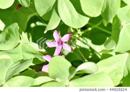  Imokatabami blooming in Mitaka Nakahara 44928824