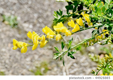 開花在三鷹中原的ennisia黃色花 開花在三鷹中原的ennisia黃色花 44928865