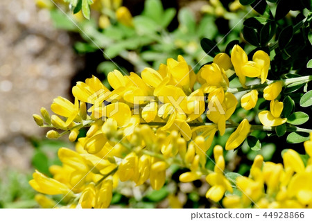Yellow flowers of ennisia blooming in Mitaka Nakahara Yellow flowers of ennisia blooming in Mitaka Nakahara 44928866