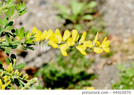 開花在三鷹中原的ennisia黃色花 開花在三鷹中原的ennisia黃色花 44928870
