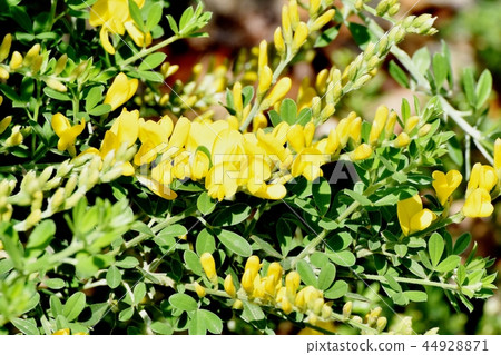 Yellow flowers of ennisia blooming in Mitaka Nakahara 44928871