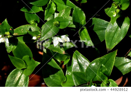 Tokiwa Tsukusa blooms in Mitaka Nakahara 44928912