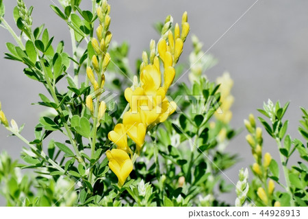 開花在三鷹中原的ennisia黃色花 開花在三鷹中原的ennisia黃色花 44928913