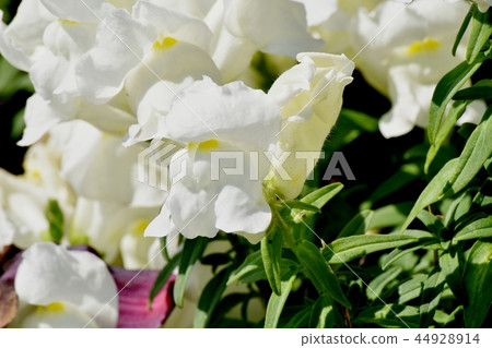 開花在三鷹中原的白色金魚 44928914