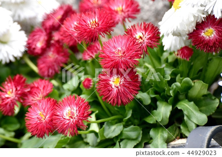 在三鷹中原開花的雛菊 在三鷹中原開花的雛菊 44929023