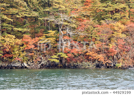 十和田湖(青森縣)的秋葉風景 十和田湖(青森縣)的秋葉風景 44929199