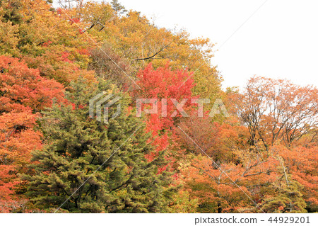 Autumn leaves scenery of Lake Towada (Aomori Prefecture) Autumn leaves scenery of Lake Towada (Aomori Prefecture) 44929201