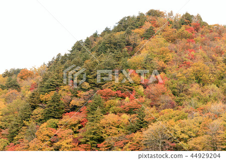 十和田湖（青森縣）的秋葉風景 44929204