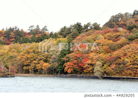 十和田湖(青森縣)的秋葉風景 十和田湖(青森縣)的秋葉風景 44929205