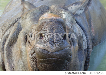 印度戒指 44929236