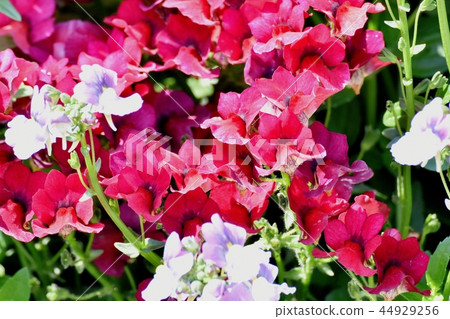 Red linaria blooming in Mitaka Nakahara 44929256