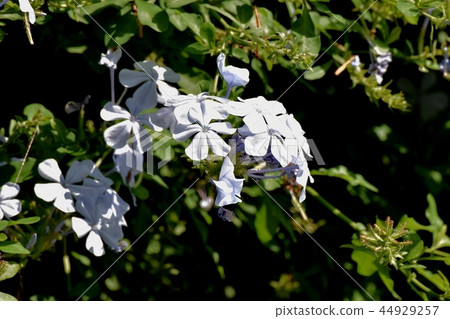 在三鷹中原開花的Ruri matsuri 44929257