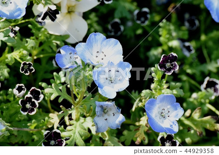 A light blue nemophila that blooms in Mikasa Nakahara A light blue nemophila that blooms in Mikasa Nakahara 44929358