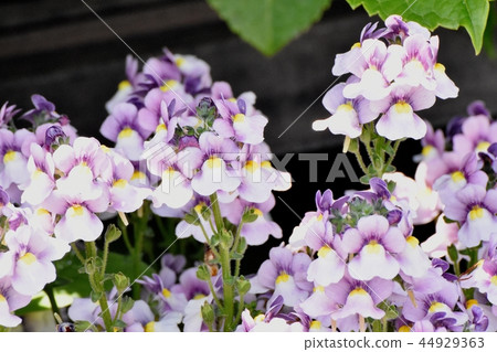 A pale purple linaria that blooms in Mikasa Nakahara 44929363