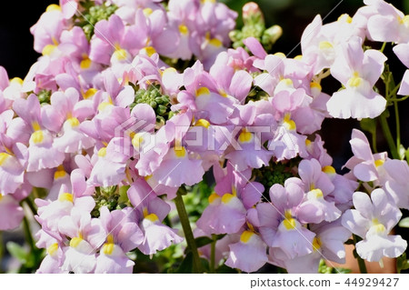 在Mikasa Nakahara綻放的薄粉紅色linaria 在Mikasa Nakahara綻放的薄粉紅色linaria 44929427