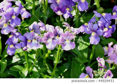 在Mikasa Nakahara開花的紫色linaria 44929431