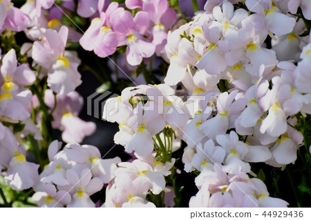 在Mikasa Nakahara綻放的薄粉紅色linaria 在Mikasa Nakahara綻放的薄粉紅色linaria 44929436
