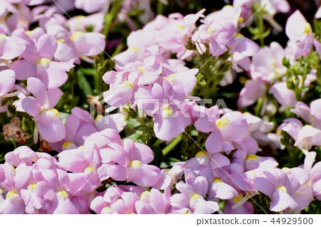 A light purple linaria that blooms in Mikasa Nakahara A light purple linaria that blooms in Mikasa Nakahara 44929500